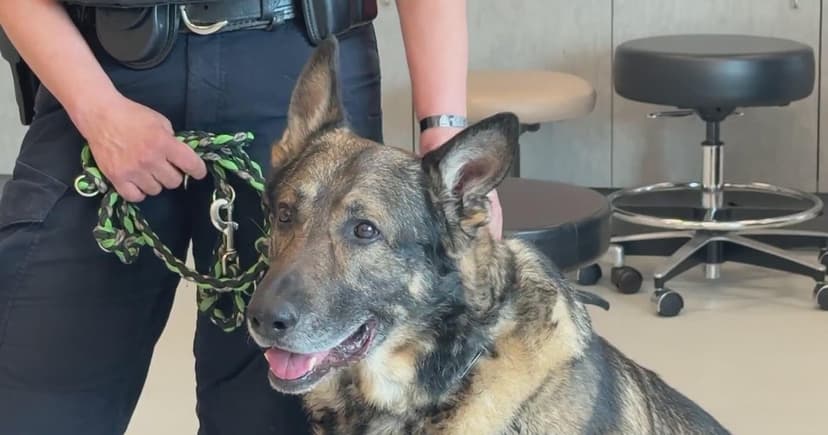 Free Rehab Extends Hero Dog Careers