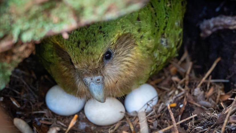 Kakapo Boom: Superfood Fuels Parrot Survival