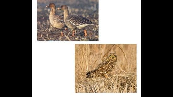 Kashmir's Skies: Rare Tundra-bean-goose Arrives!