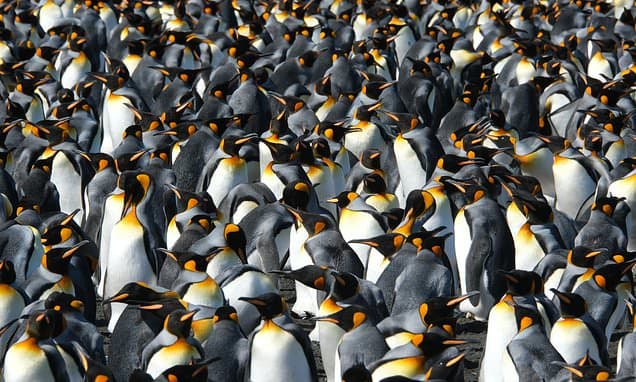 Rare Climate Win: Penguins Beat Warming Timings