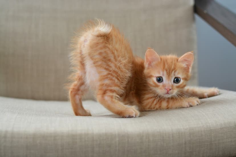 Kittens Confused by Mom's Vet-Visit Makeover!