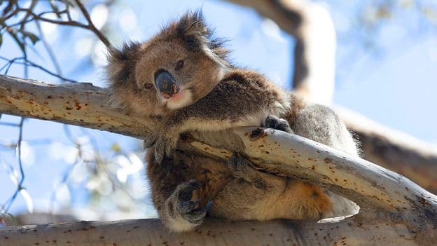 Koala Crisis: Chlamydia Threatens Survival