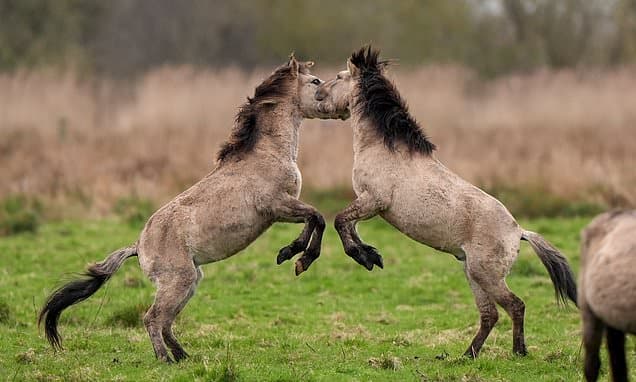 Wild Ponies Duke It Out at Cambridgeshire Reserve