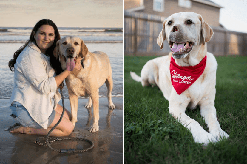 Labrador's Nose Removed to Save His Life