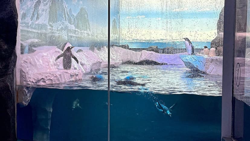 London Aquarium's Penguin Plight Sparks Outrage