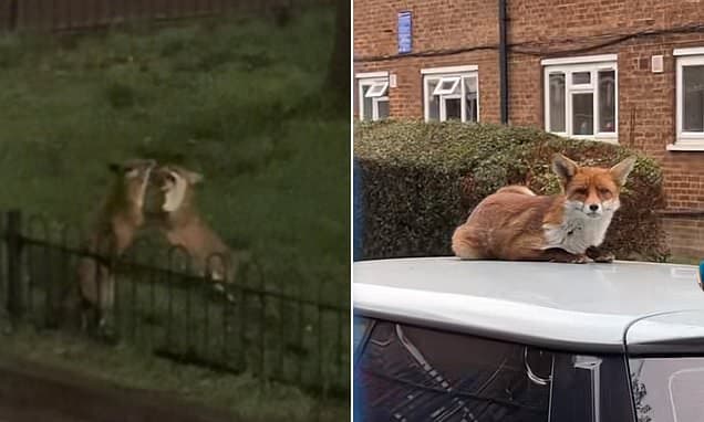 London's Fox Frenzy: From TikTok to Mansion Fences