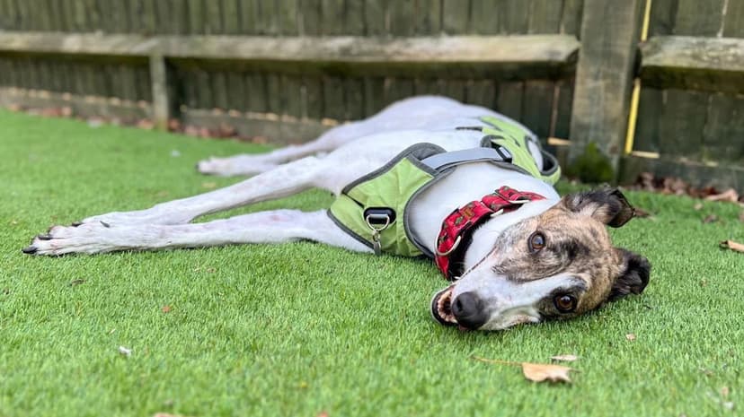 Loneliest Dog Finds Forever Home After 550 Days