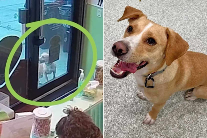 Lost Beagle Runs Mile to Favorite Doggy Daycare