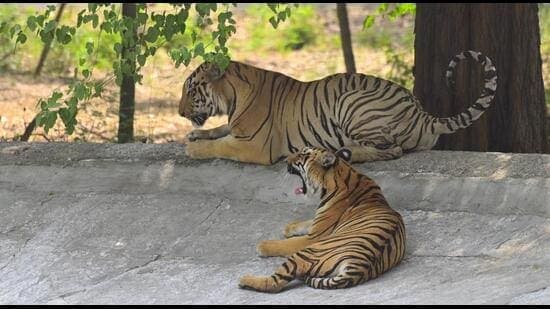 Ludhiana Zoo Roars Back: Tigers Return After 17 Months!