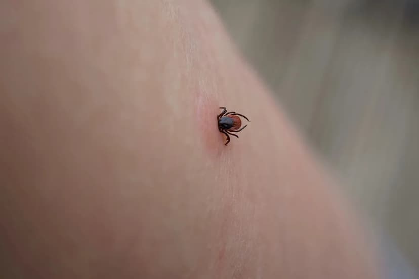 Lyme Disease Surges: Climate Fuels Tick Threat
