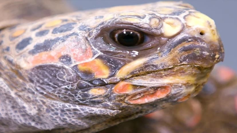 Madagascar Tortoise Faces Extinction Crisis