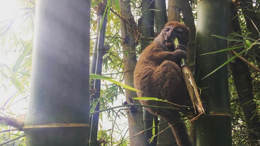 Madagascar's Elite Feast on Endangered Lemurs