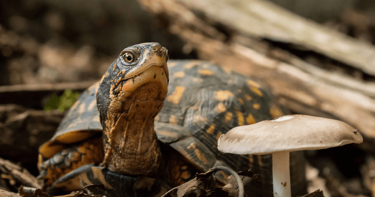 Maryland Turtles Face Illegal Trade Threat