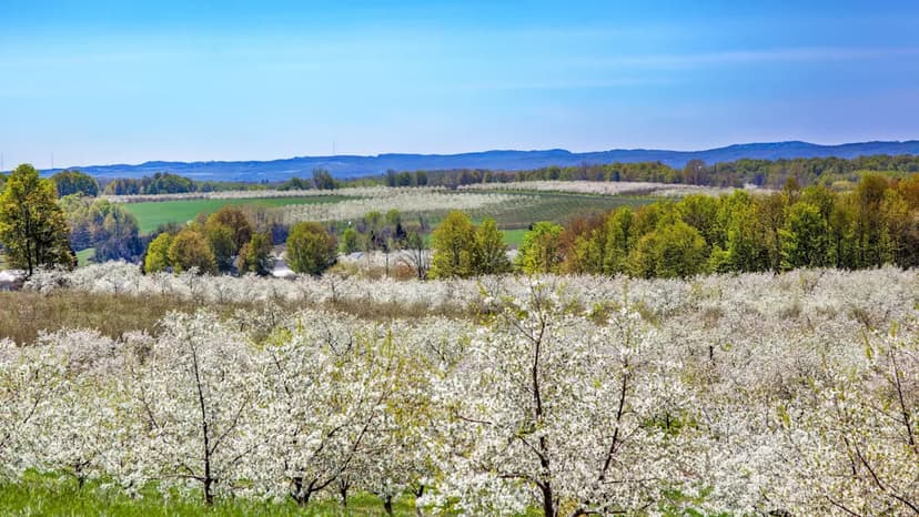 Michigan Cherry Farms Vanish Amidst Economic Squeeze