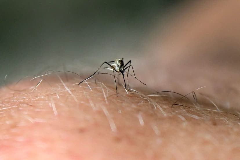 Michigan Horse Succumbs to Mosquito-Borne EEE
