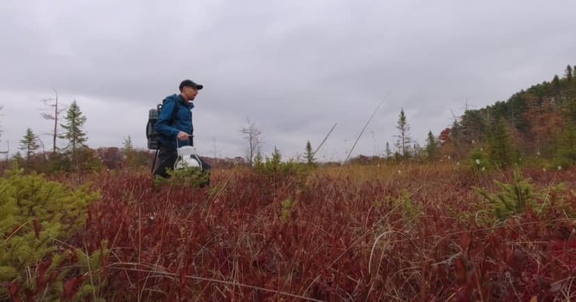 Minnesota's Hidden Climate Superheroes: Peatlands