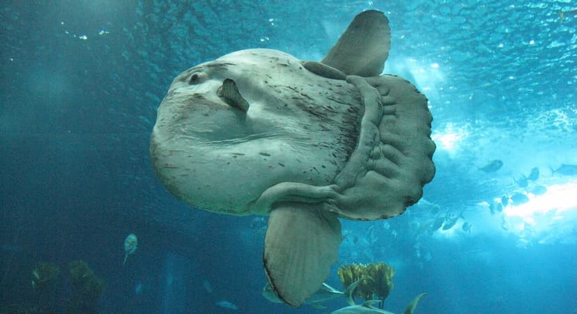 Ocean's Oddball: Meet the Dumbest Fish