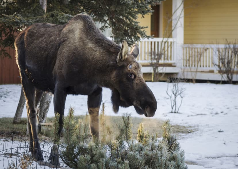 Curious Moose Calf Attempts to Enter Alaskan Home