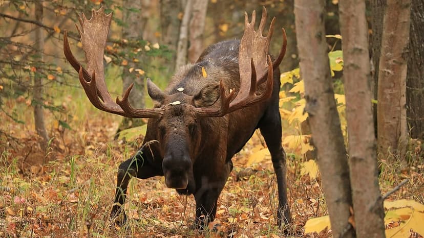 German Forests Welcome Elusive Moose Migrants