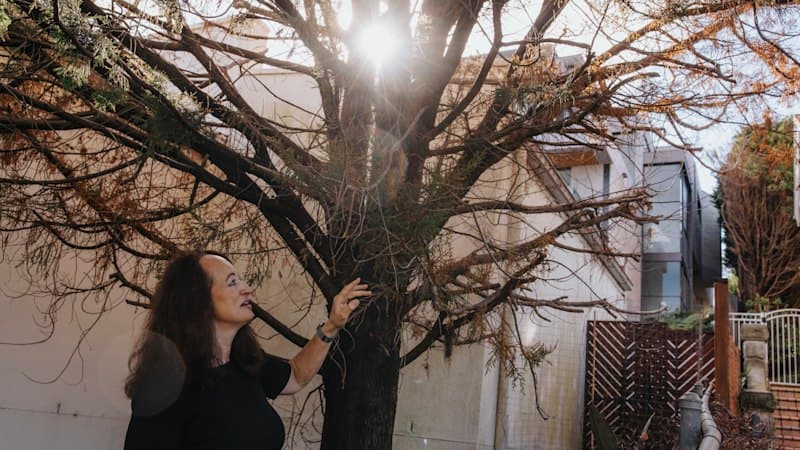Mosman Hires 'Tree Cop' Amid Vandalism Spree