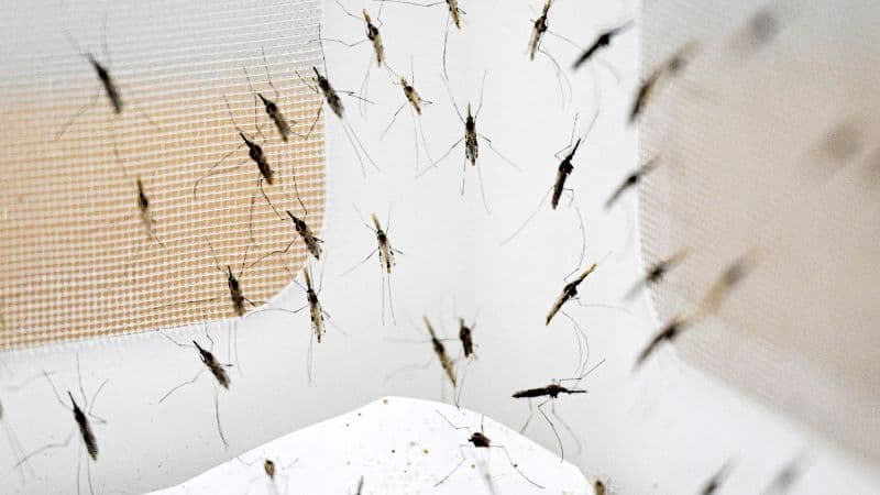 Mosquito Blood Diet Linked to Human Evolution