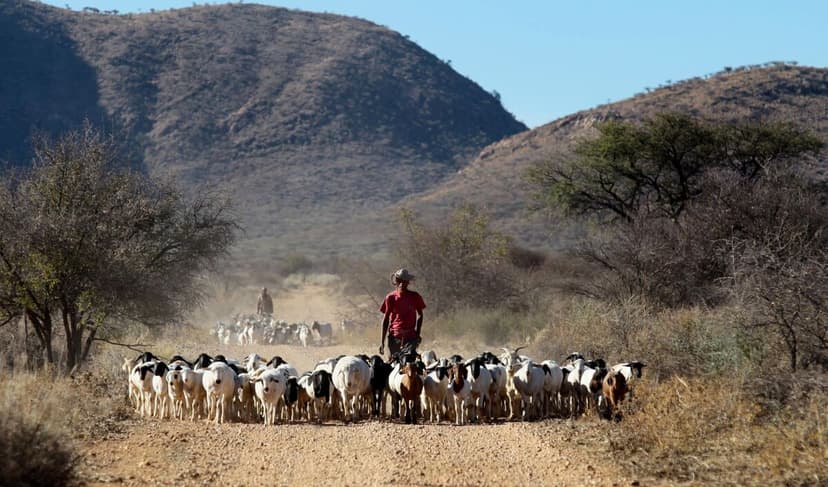 Namibia Faces N$1.5 Billion FMD Funding Gap