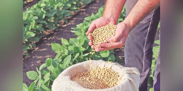 Nepal Soyoil Surge Overwhelms Indian Market