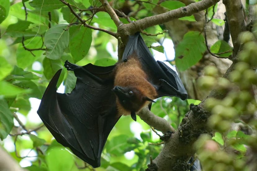 New Bat Virus Found in Bangladesh