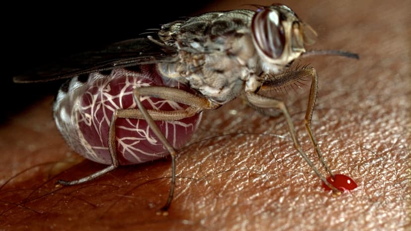 Sleeping Sickness Breakthrough: One Pill Cures All