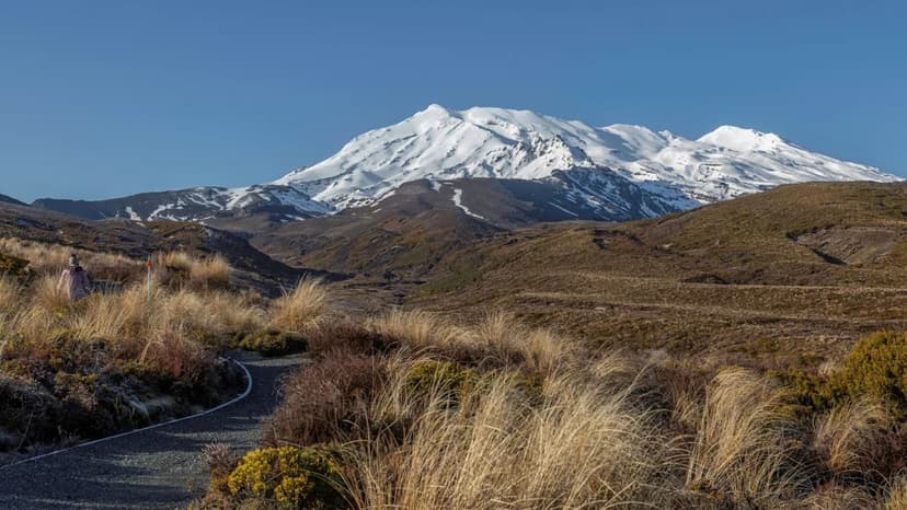 New Zealand: Eradicating Feral Cats for Biodiversity
