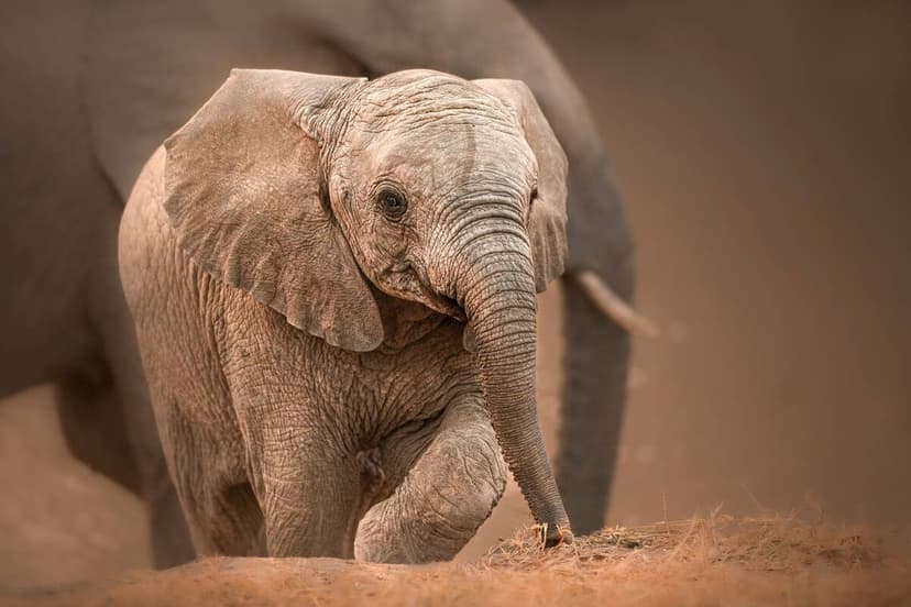 Elephant Calf's Adorable Debut at Sanctuary