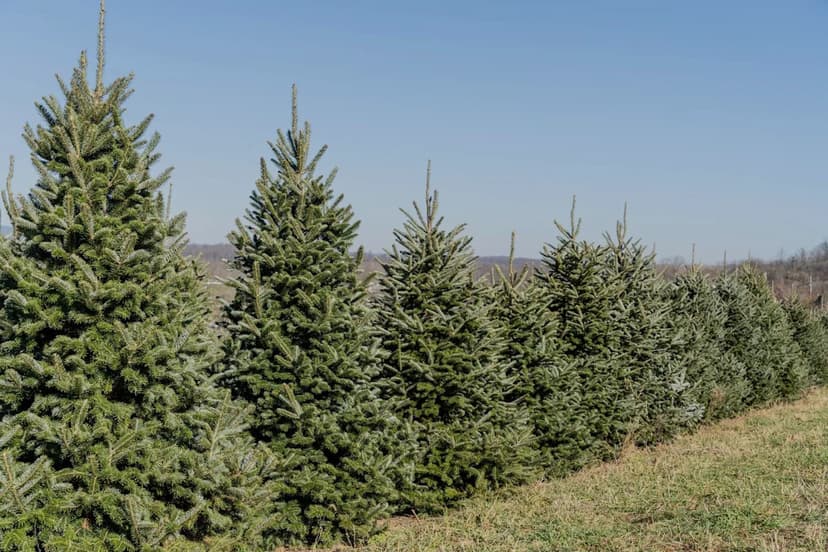 Drought Threatens New Hampshire's Holiday Trees