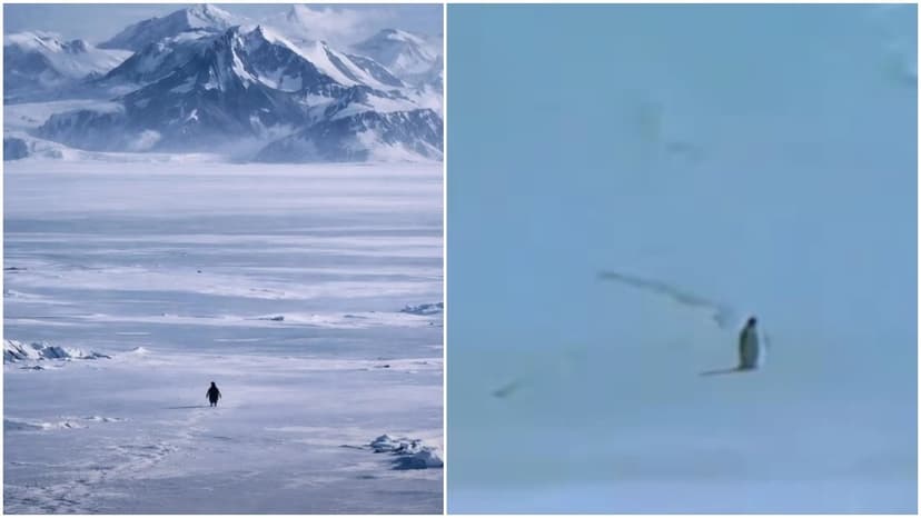 Nihilist Penguin Meme Captures 2026 Zeitgeist