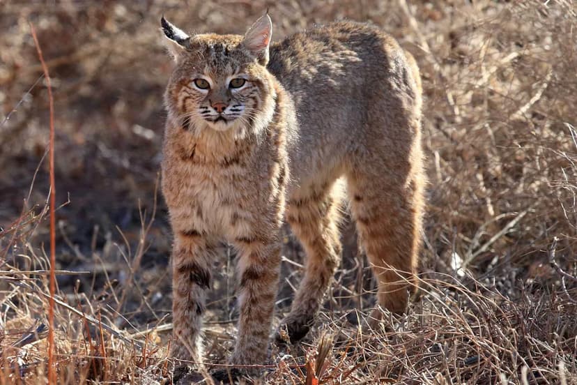Rabies Alert: Bobcat Exposes Humans, Dogs in NM