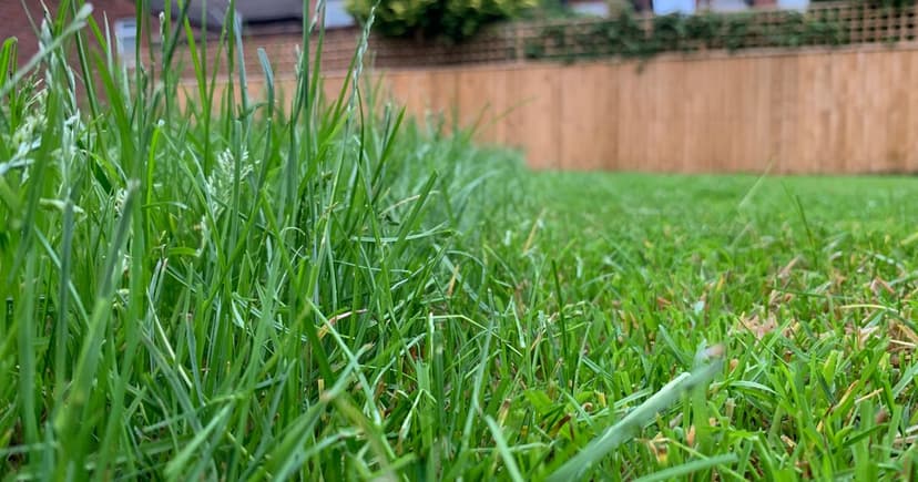Ditch the mower: UK gardens bloom for bees
