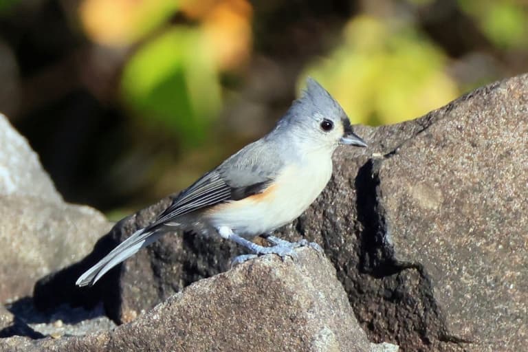 Birdsong Silenced: Noise Pollution Threatens Avian Lives