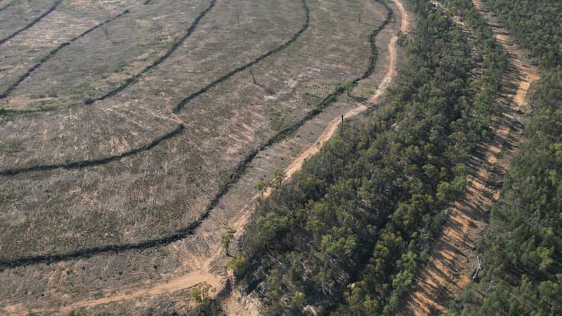NSW Land Clearing Fuels Extinction Crisis
