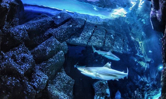 Ocean Acidification: A New Danger for Sharks