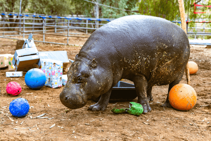 Hippo Turns 52: A Senior Celeb!
