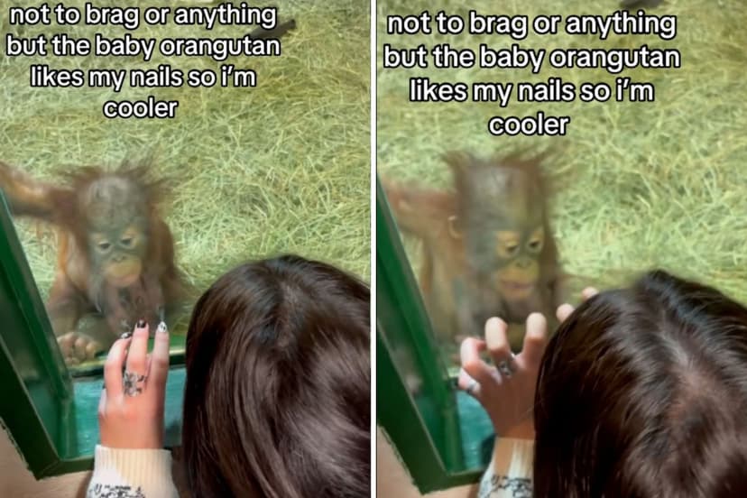 Zoo Baby Orangutan Mesmerized by Human Nail Art