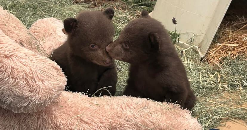 Orphaned Cubs Face Wild Future After Mother Euthanized