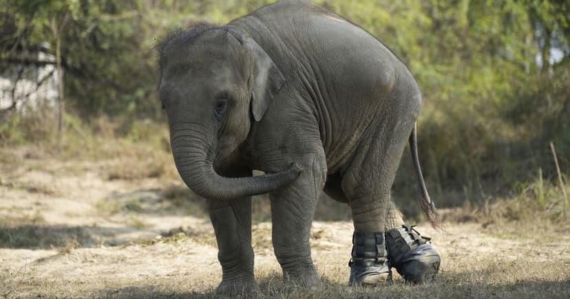 Orphaned elephant Bani walks again thanks to custom boots
