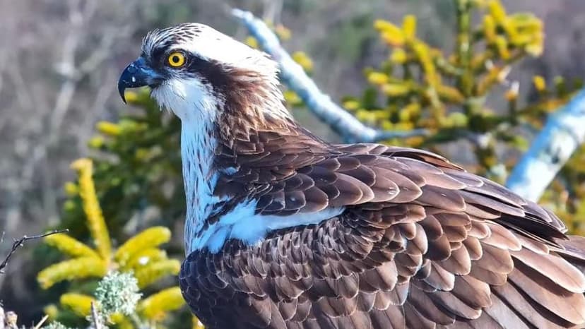 Ospreys Return: 180-Year Wait for South Coast Nest