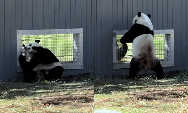 Pandas Flirt: A Sweet Sign of Spring?
