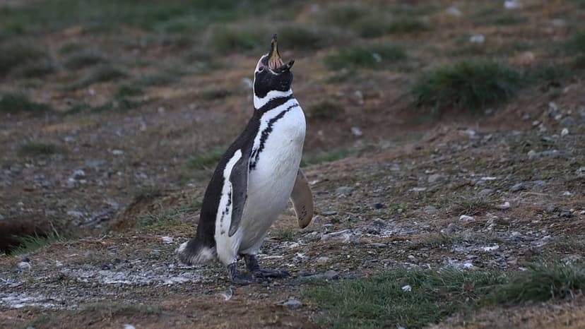 Pumas Devour Patagonia's Penguins: A Predatory Puzzle