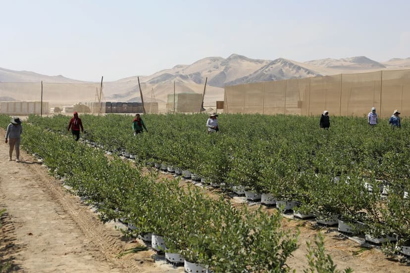 Peru's Fruit Exports Threatened by El Niño's Fury