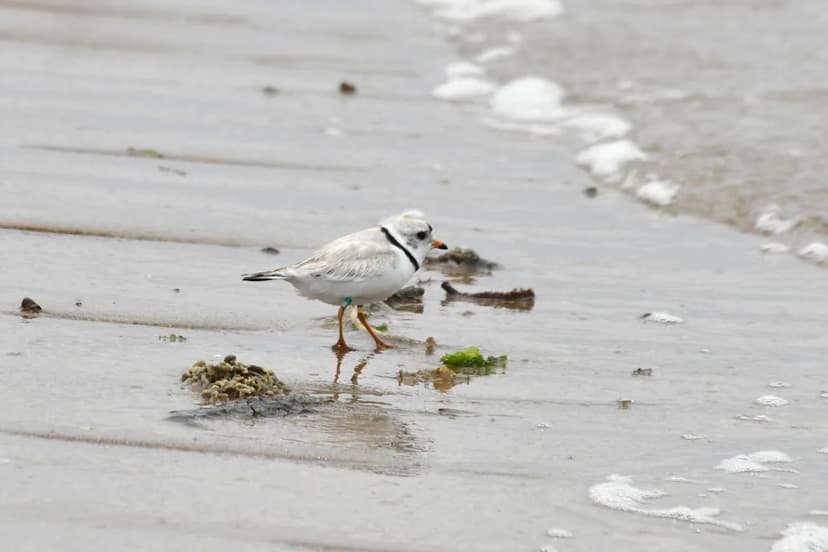 Piping Plover Soars Back from Brink in Great Lakes