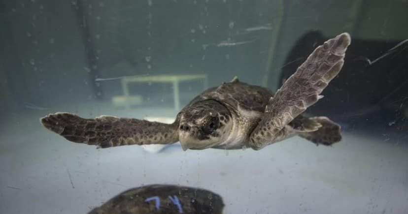 Turtles Rescued from Cold Seas Arrive in Pittsburgh
