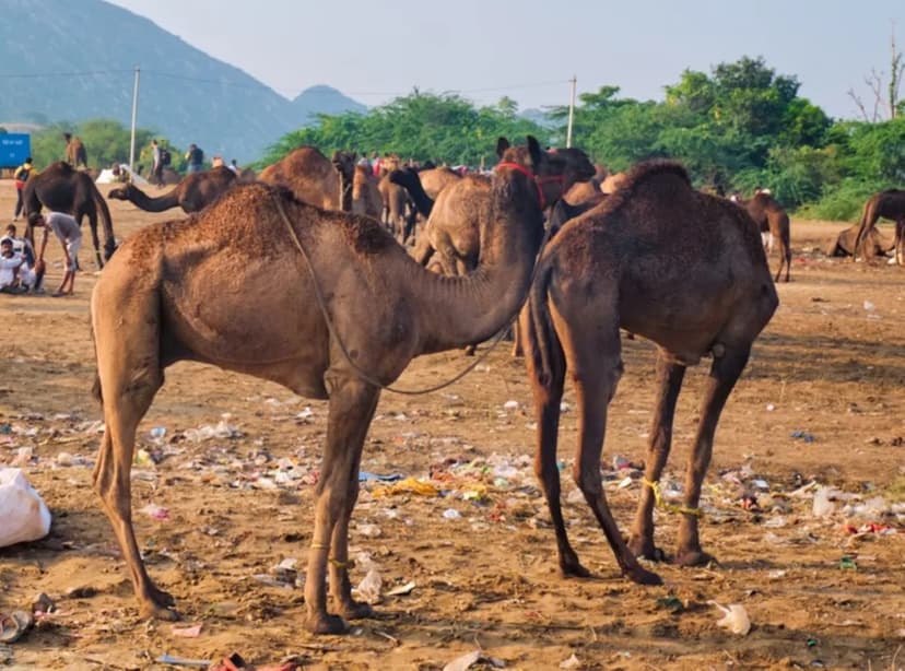 Camels digest plastic blobs, scientists stunned