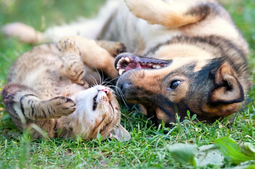 Dog Person? Try These Playful Cat Breeds!